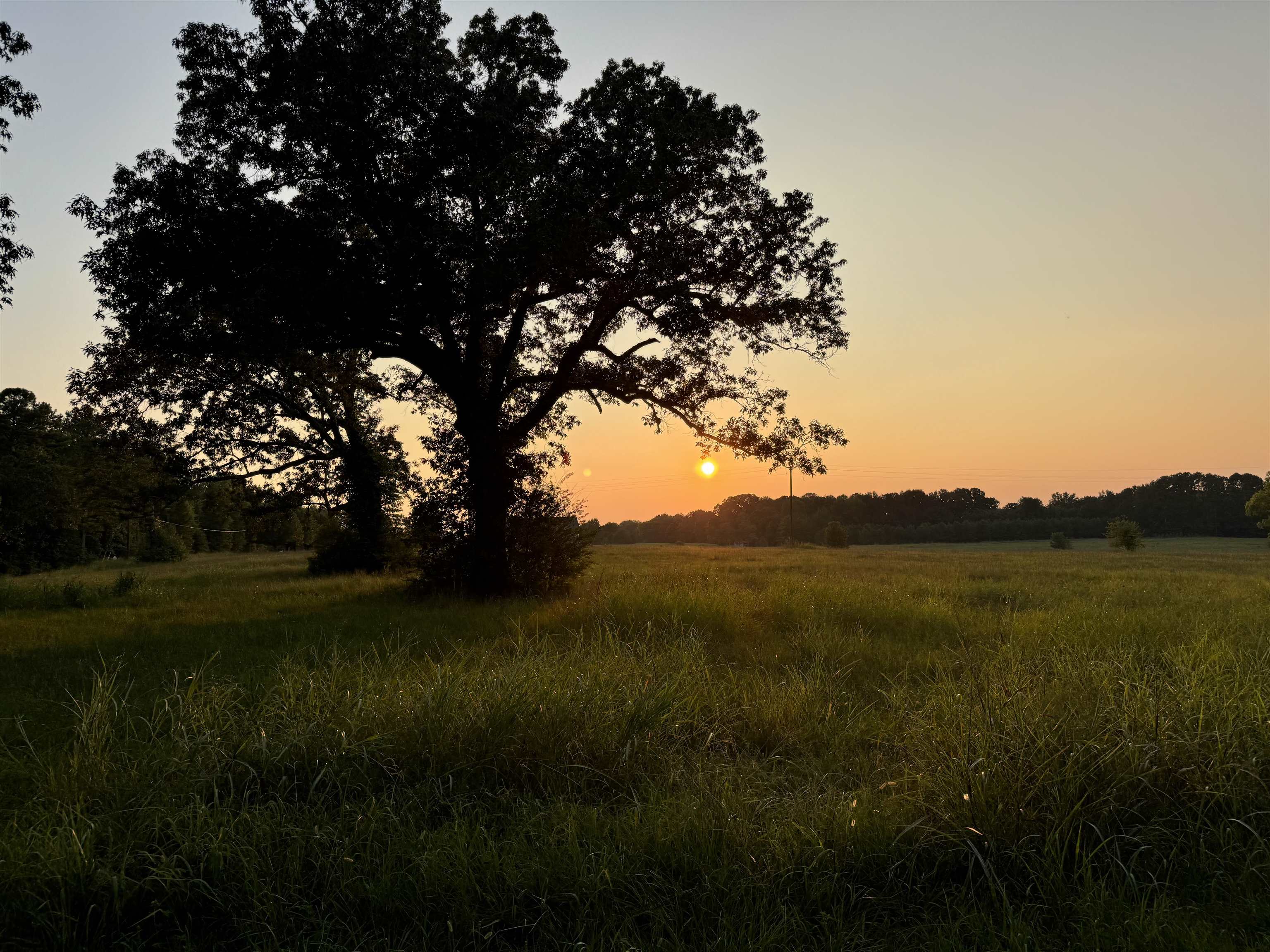 0 Dr Williams Road Michie, TN 38357 - Photo 14 of 24 a view of a field of grass and a tree