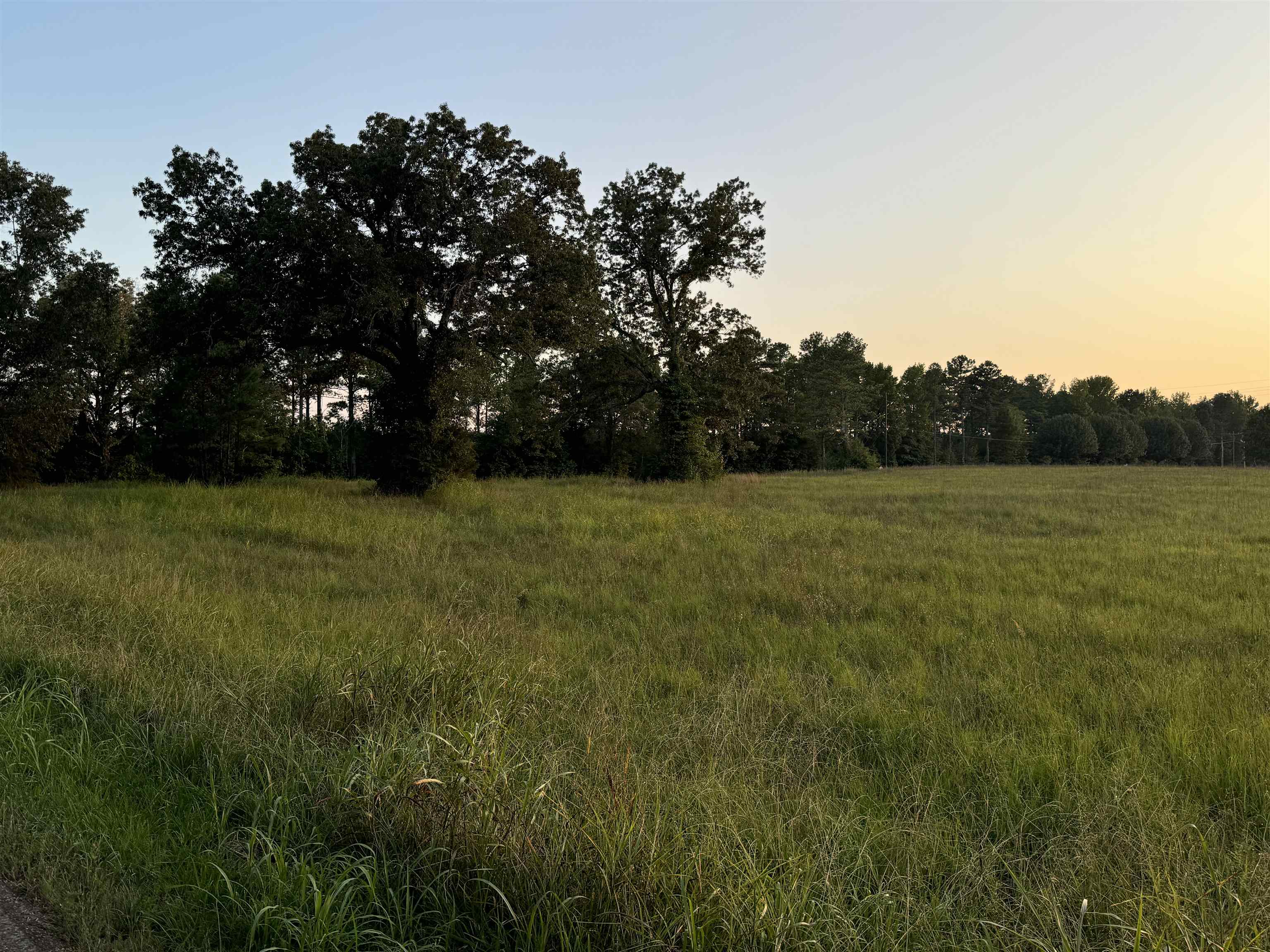 0 Dr Williams Road Michie, TN 38357 - Photo 3 of 24 a view of a field with trees in the background