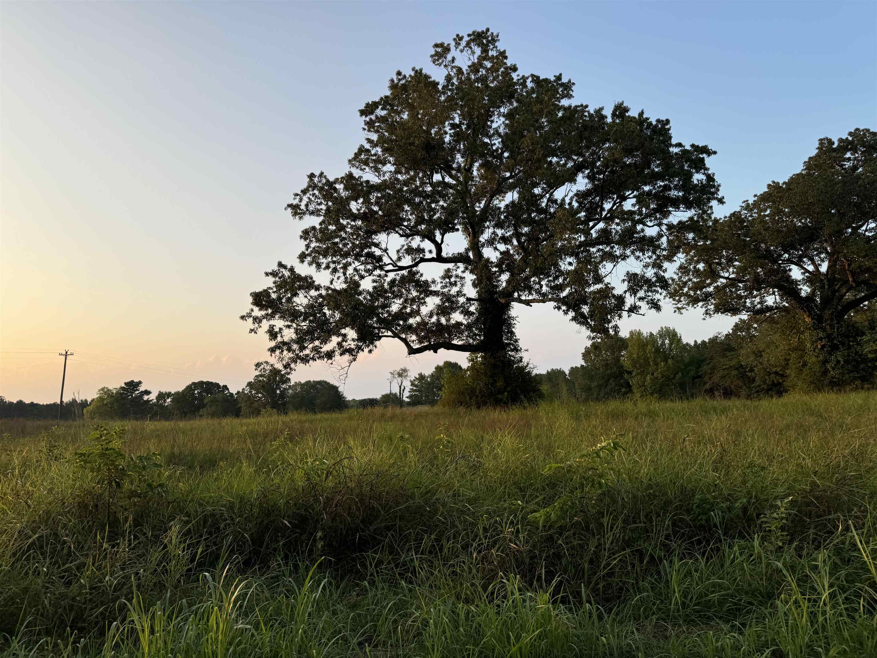 0 Dr Williams Road Michie, TN 38357 - Photo 6 of 24 a view of a lush green space