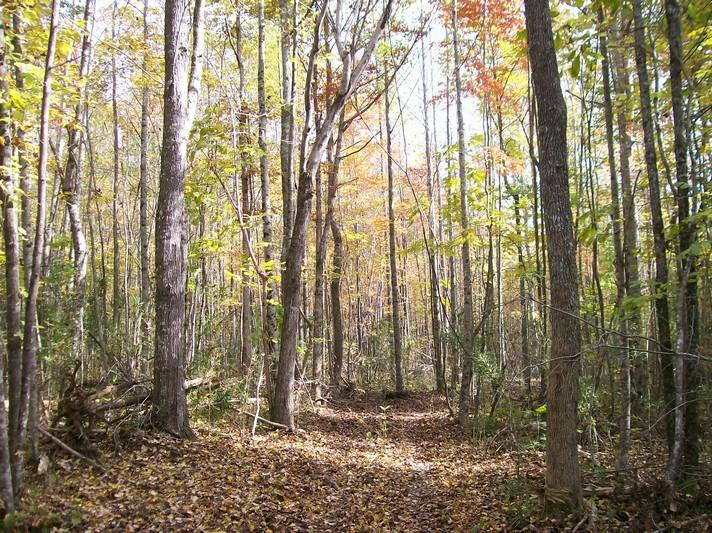 96-acres Myers Loop Road Pikeville, TN 37367 - Photo 13 of 70 100_1355