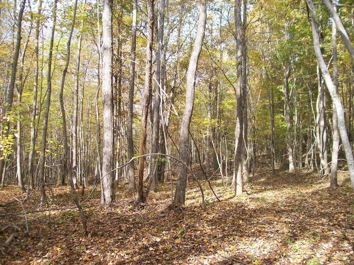 96-acres Myers Loop Road Pikeville, TN 37367 - Photo 15 of 70 100_1357
