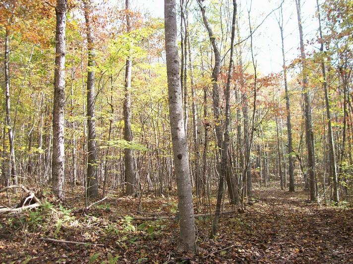 96-acres Myers Loop Road Pikeville, TN 37367 - Photo 16 of 70 100_1358