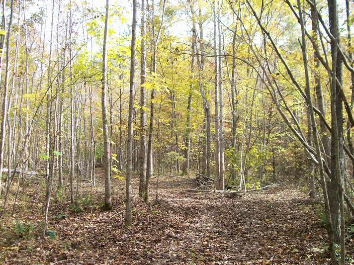 96-acres Myers Loop Road Pikeville, TN 37367 - Photo 19 of 70 100_1361