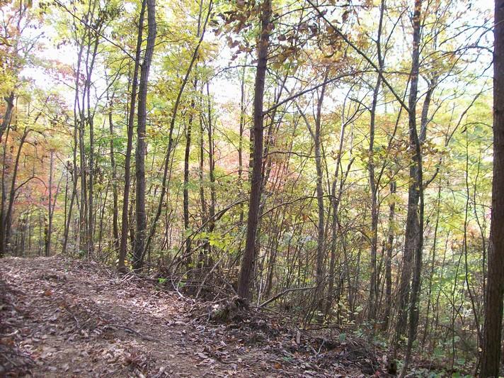 96-acres Myers Loop Road Pikeville, TN 37367 - Photo 21 of 70 100_1363