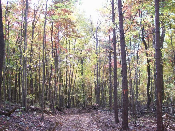 96-acres Myers Loop Road Pikeville, TN 37367 - Photo 22 of 70 100_1364