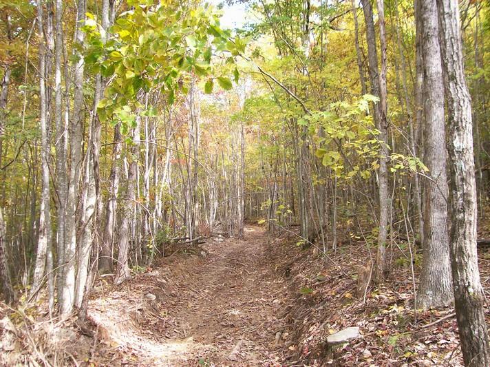 96-acres Myers Loop Road Pikeville, TN 37367 - Photo 23 of 70 100_1365