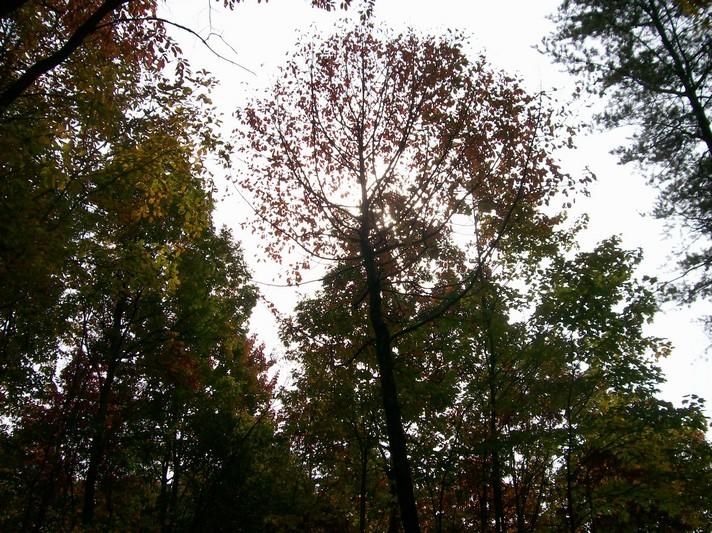 96-acres Myers Loop Road Pikeville, TN 37367 - Photo 24 of 70 100_1366