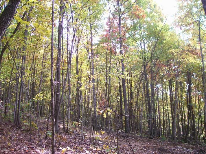 96-acres Myers Loop Road Pikeville, TN 37367 - Photo 25 of 70 100_1367