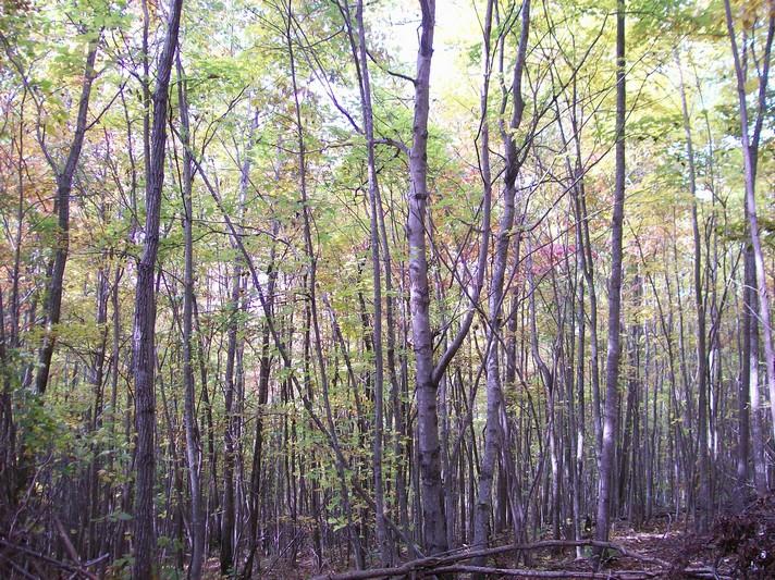 96-acres Myers Loop Road Pikeville, TN 37367 - Photo 27 of 70 100_1369