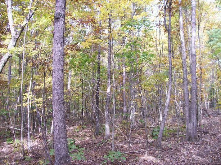 96-acres Myers Loop Road Pikeville, TN 37367 - Photo 39 of 70 100_1383