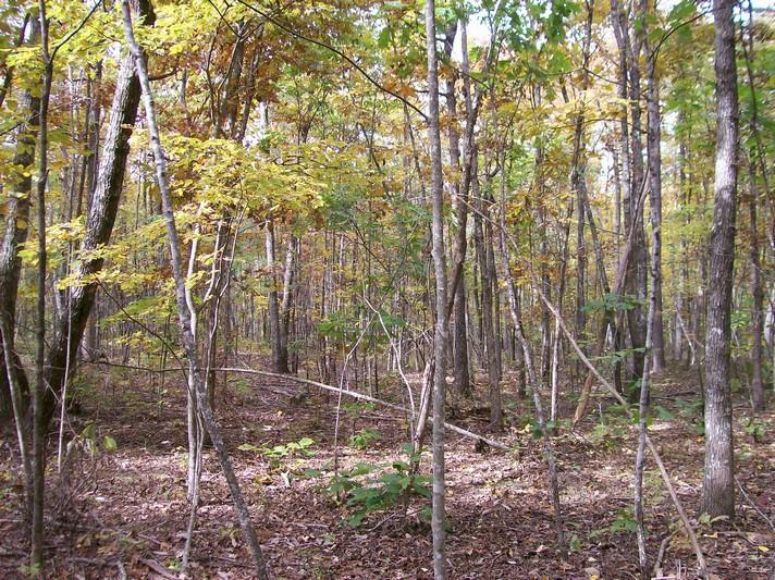 96-acres Myers Loop Road Pikeville, TN 37367 - Photo 40 of 70 100_1384