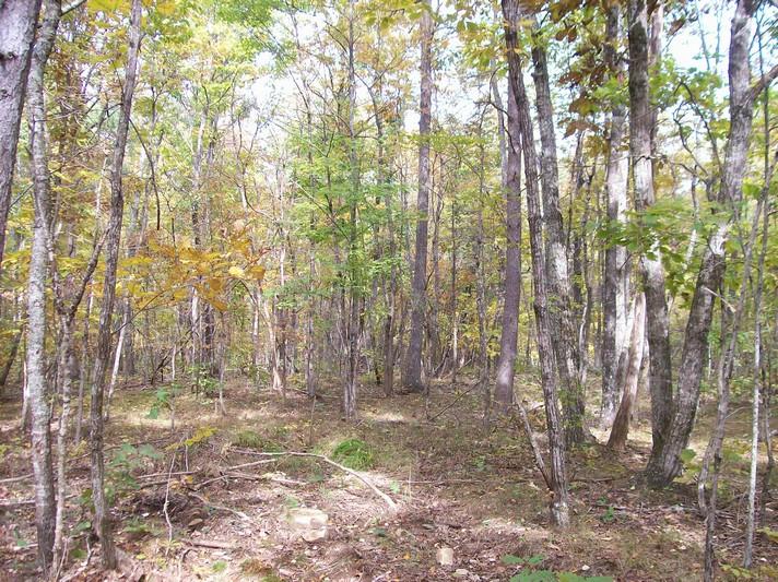 96-acres Myers Loop Road Pikeville, TN 37367 - Photo 41 of 70 100_1385