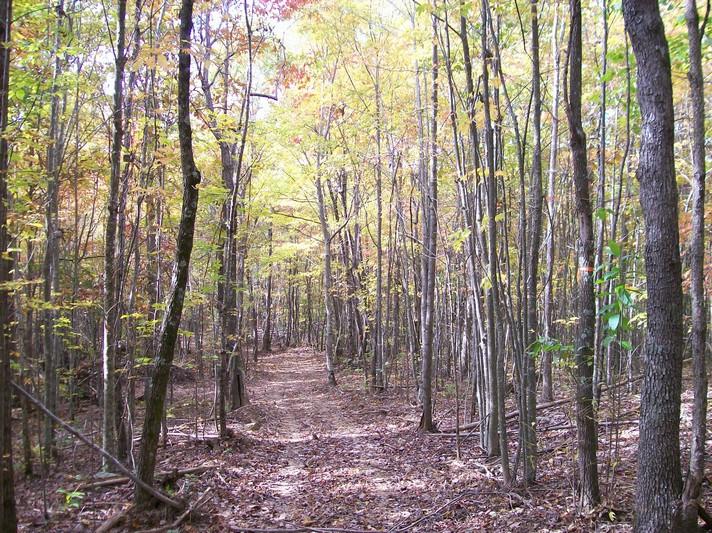 96-acres Myers Loop Road Pikeville, TN 37367 - Photo 45 of 70 100_1390