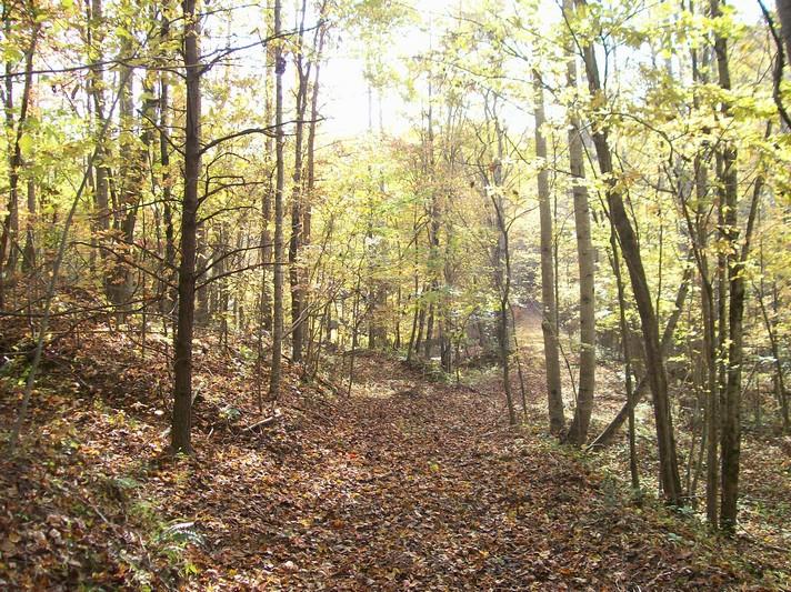 96-acres Myers Loop Road Pikeville, TN 37367 - Photo 54 of 70 100_1399