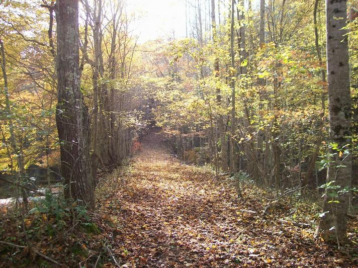 96-acres Myers Loop Road Pikeville, TN 37367 - Photo 58 of 70 100_1403
