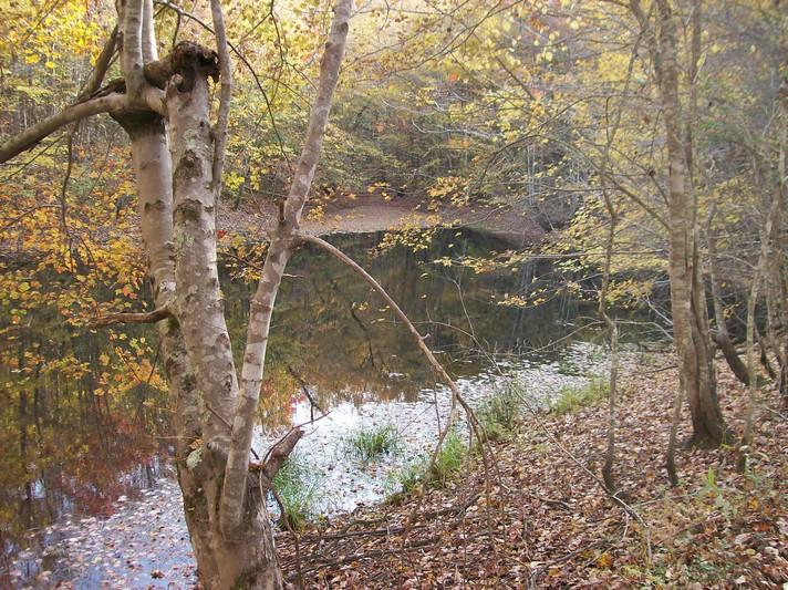 96-acres Myers Loop Road Pikeville, TN 37367 - Photo 60 of 70 100_1405