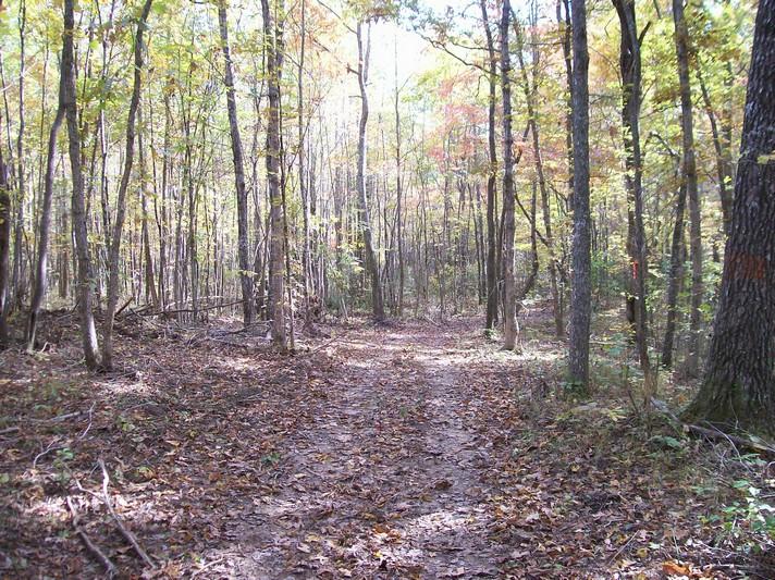 96-acres Myers Loop Road Pikeville, TN 37367 - Photo 8 of 70 100_1350