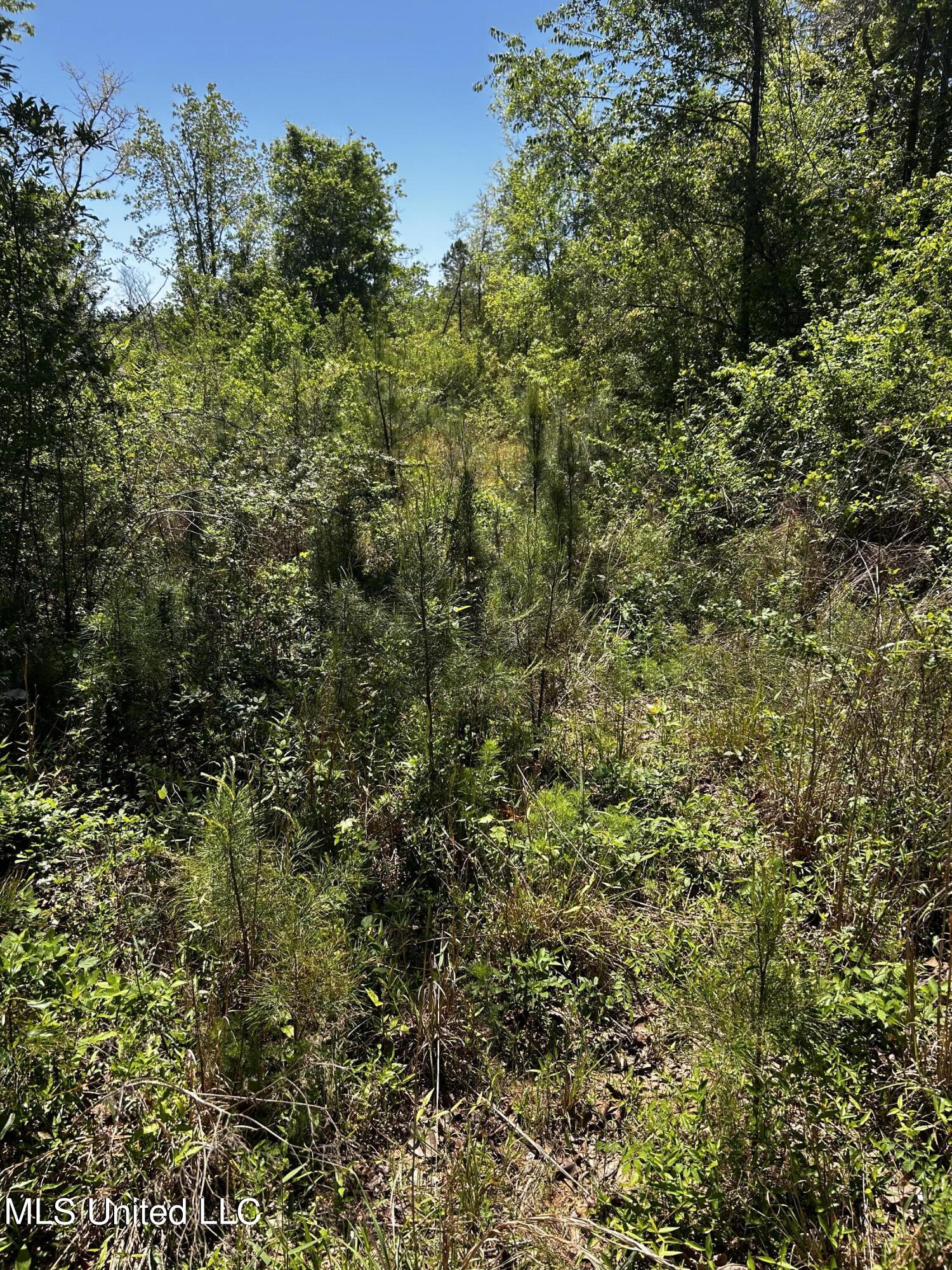 92.4-acres Crossroads-Merrill Road Lucedale, MS 39452 - Photo 6 of 8 IMG_2221