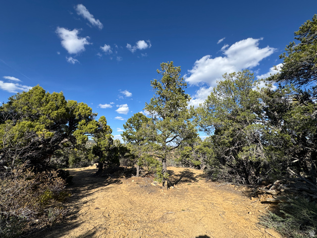 38 Broken Branch Road, Unit 38 Kanab, UT 84741 - Photo 25 of 53 Expansive undeveloped lot featuring mature evergreen trees and natural ground cover
