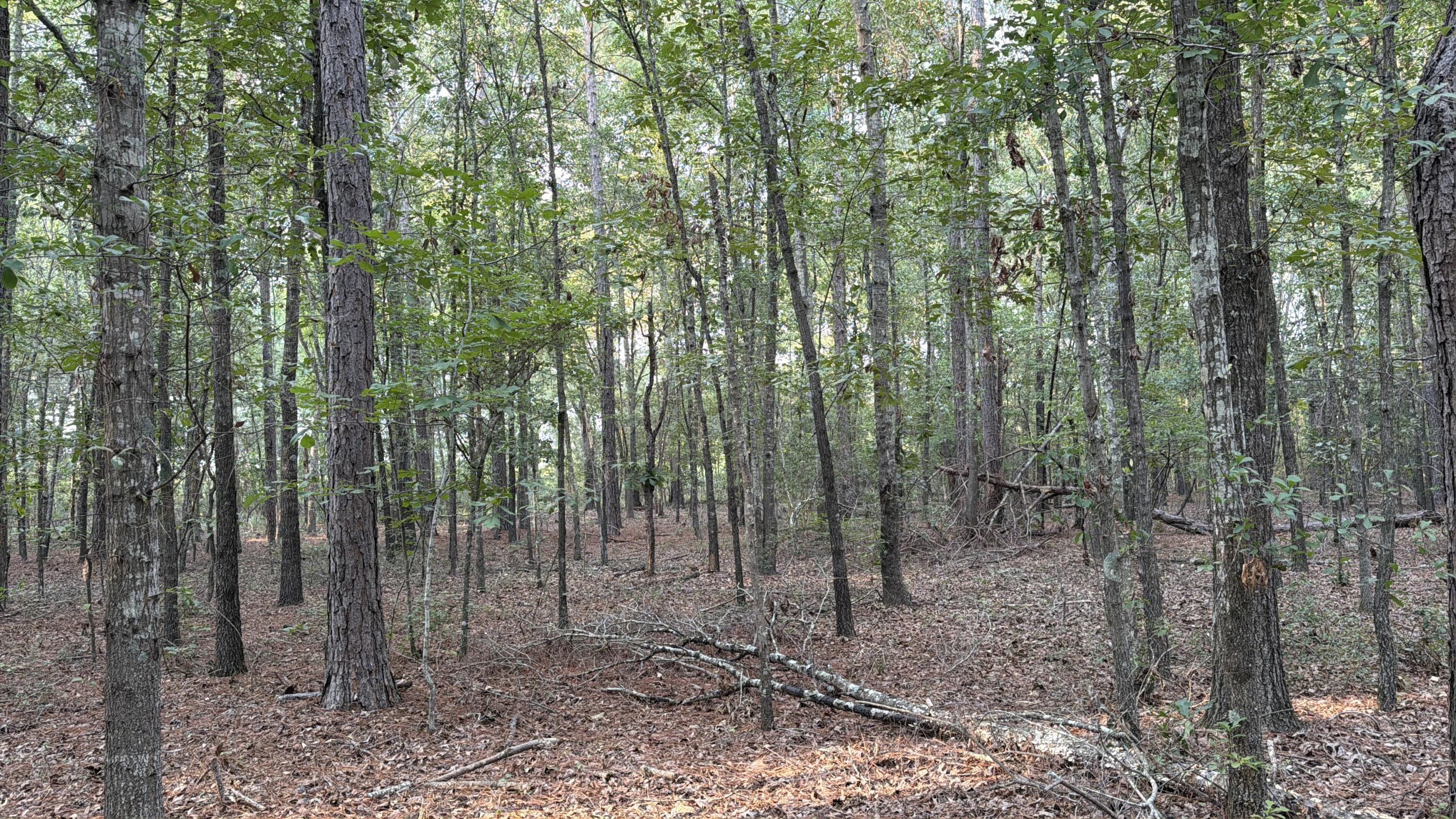 0 Firetower Road Neeses, SC 29107 - Photo 3 of 5 Vacant Land