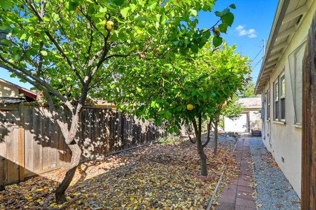 a view of a yard with plants and large trees