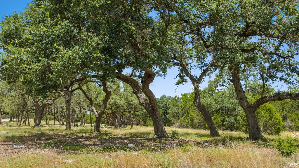 5 Cypress Cove Road Spring Branch, TX 78070 - Photo 10 of 17 Mature oak trees dot the gently rolling landscape under a clear blue sky.