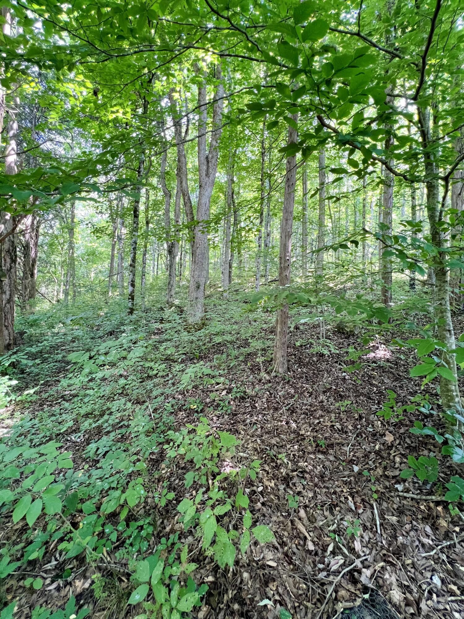 220 Rabbit Run Road Burkesville, KY 42717 - Photo 20 of 45 IMG_3621