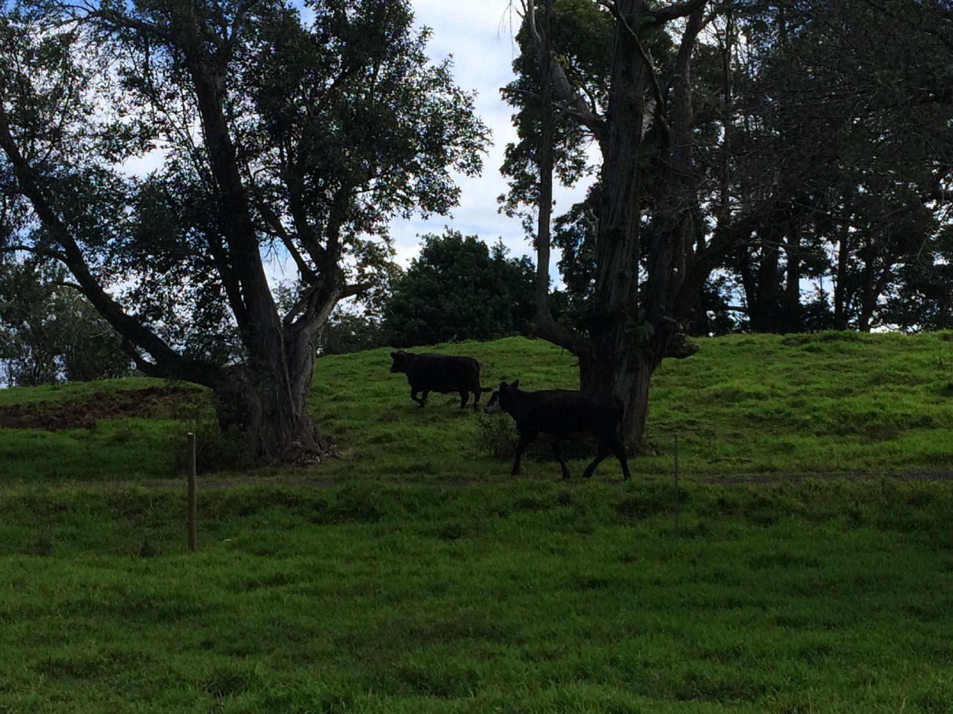 1 Burns Road Haiku, HI 96708 - Photo 3 of 10 a view of a garden with a tree
