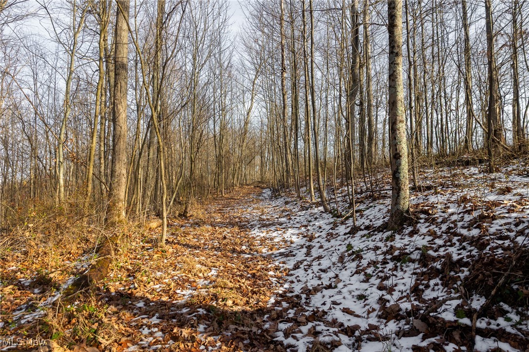 9 County Road New Matamoras, OH 45767 - Photo 29 of 48 View of local wilderness