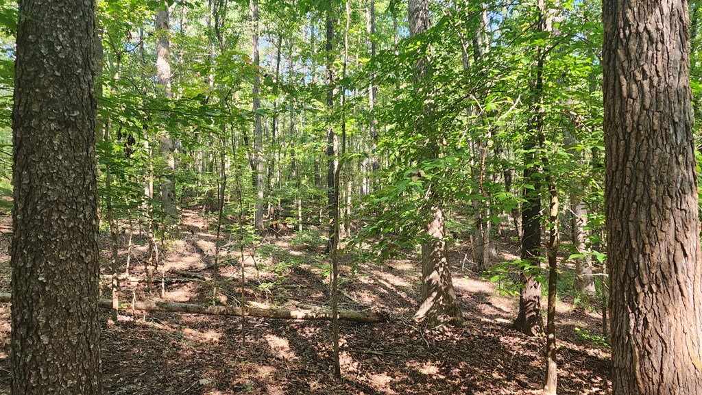 Lot Size Lot Size Road Hamilton, GA 31811 - Photo 13 of 23