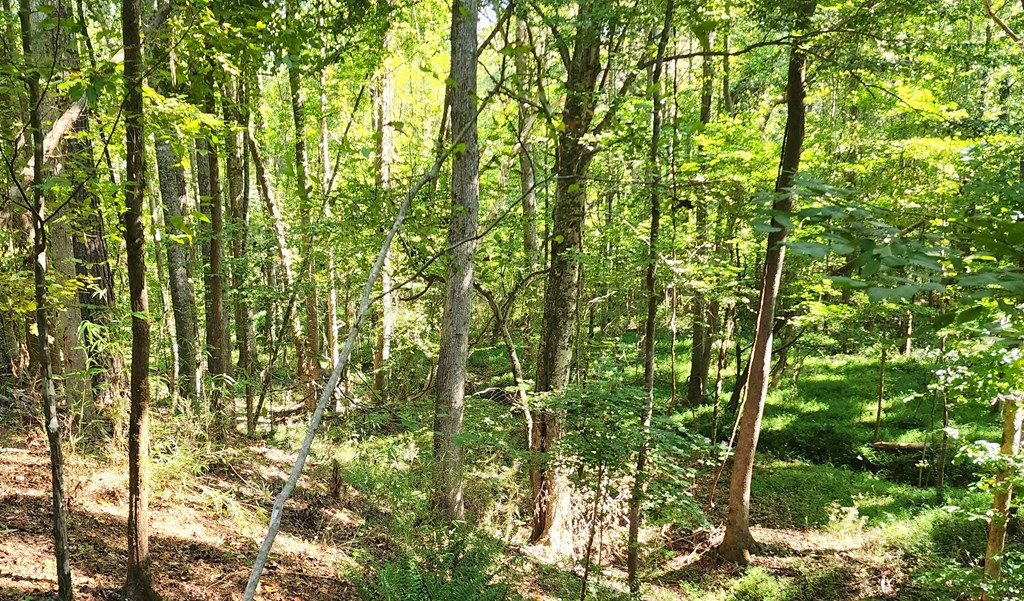 Lot Size Lot Size Road Hamilton, GA 31811 - Photo 15 of 23
