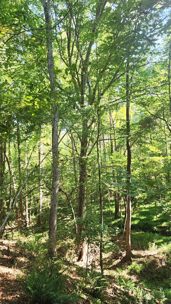 Lot Size Lot Size Road Hamilton, GA 31811 - Photo 16 of 23