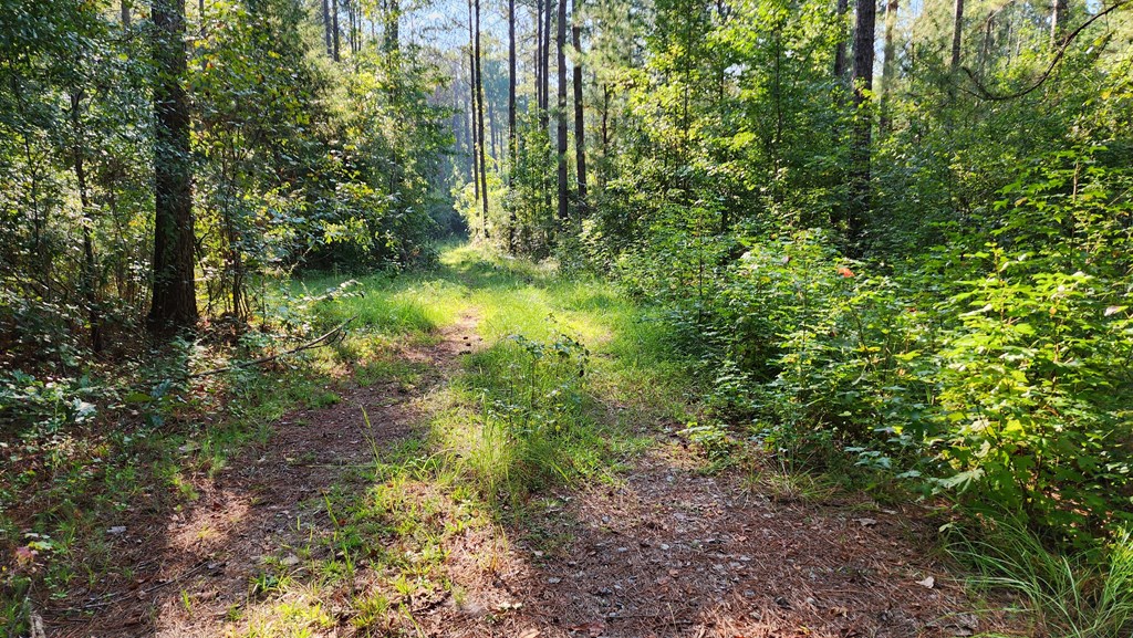 Lot Size Lot Size Road Hamilton, GA 31811 - Photo 5 of 23