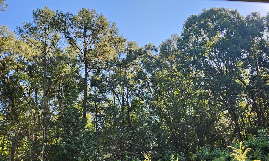 Lot Size Lot Size Road Hamilton, GA 31811 - Photo 9 of 23