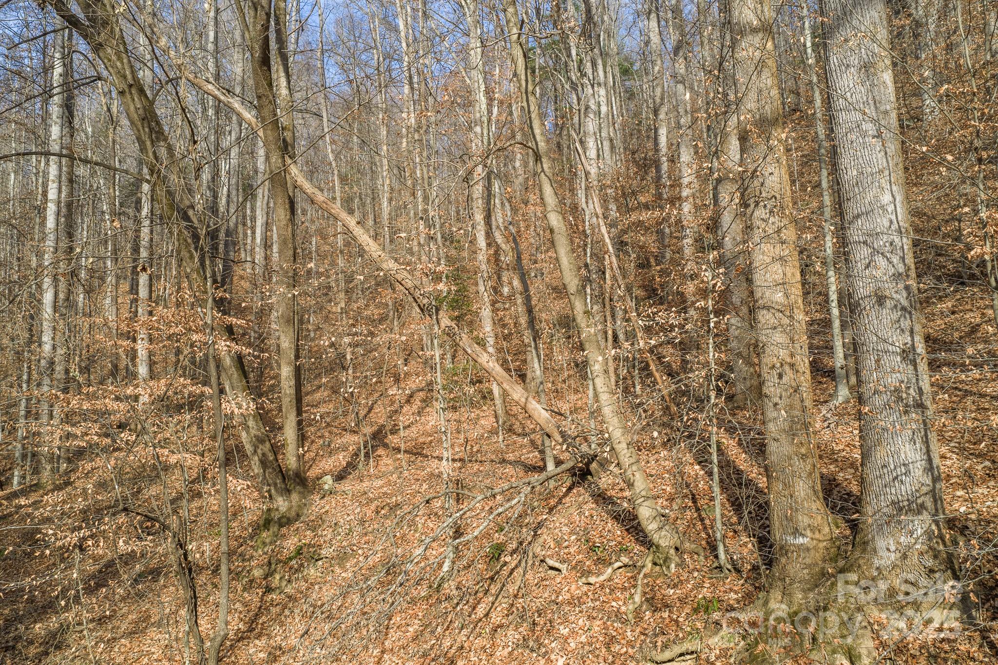 0 East Brocktown Road Moravian Falls, NC 28654 - Photo 14 of 31