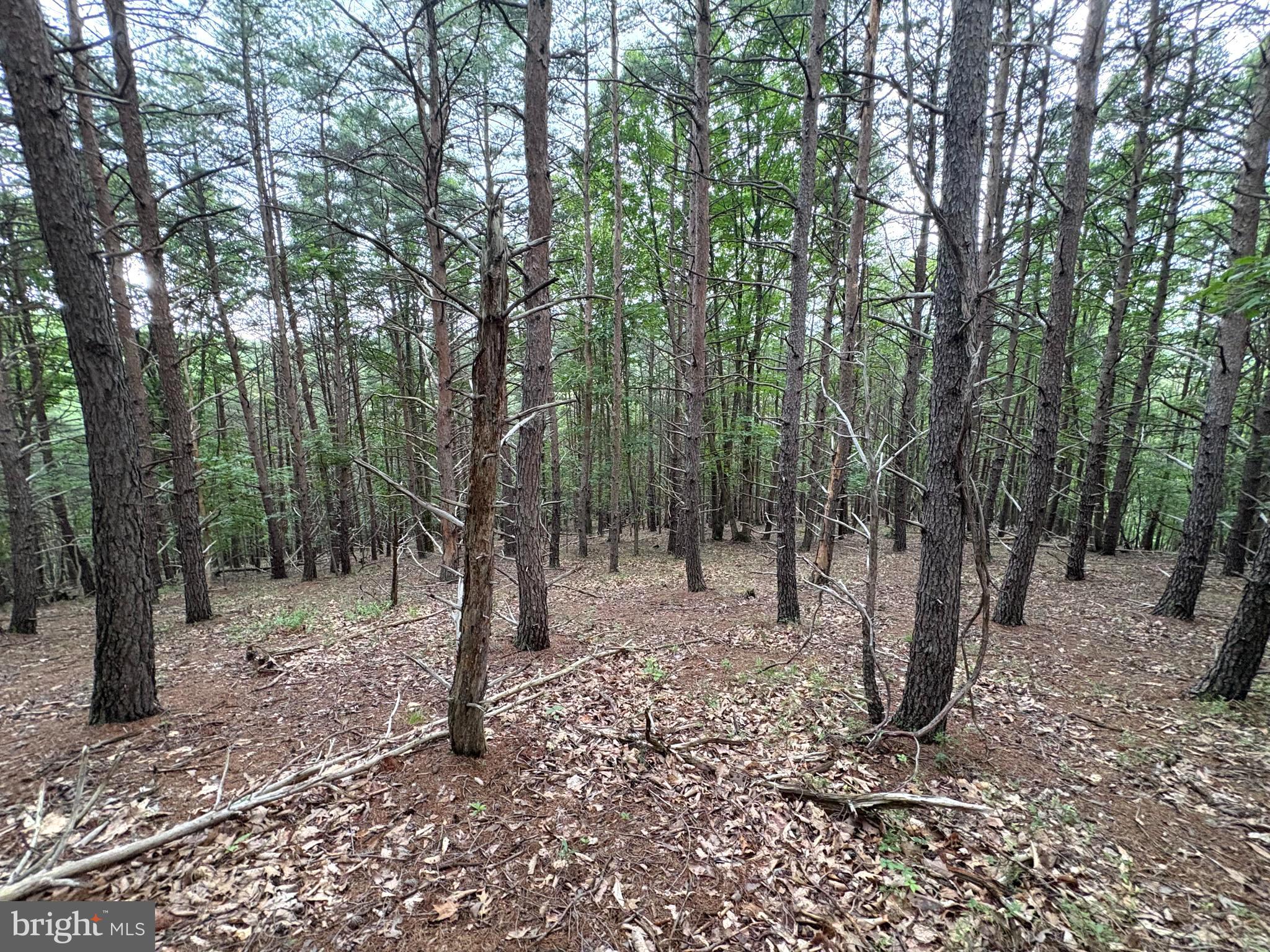 Lot 126 Bluffs Blue Beach Road Springfield, WV 26763 - Photo 7 of 20