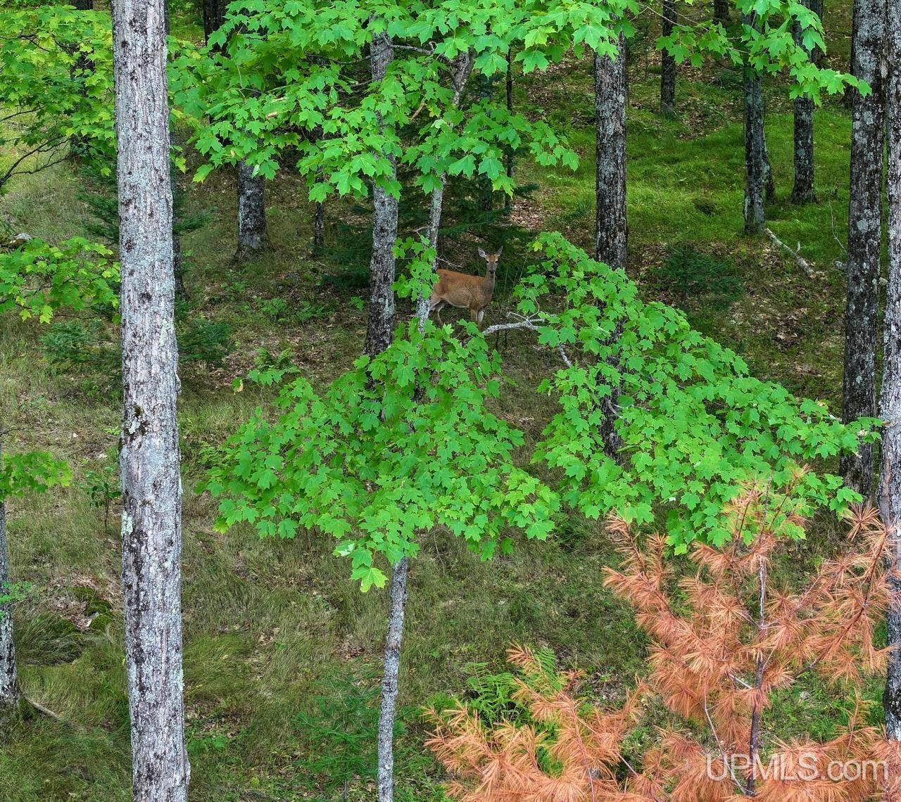 441 Idlewild Road Crystal Falls, MI 49920 - Photo 65 of 82 Gallery Image 65