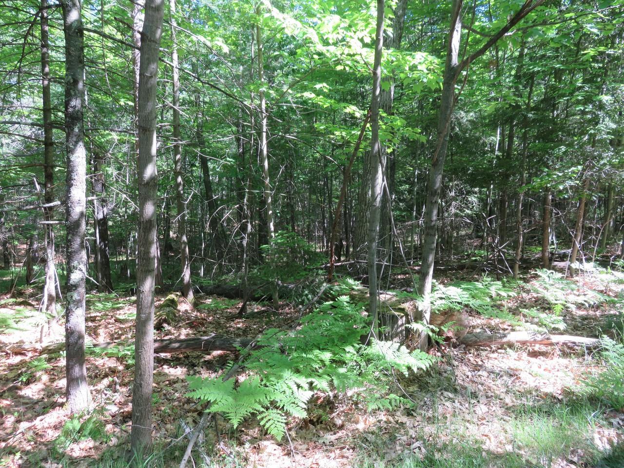Three Colonel Himes Road, Unit LOT 2 Three Lakes, WI 54562 - Photo 7 of 12 Gallery Image 7