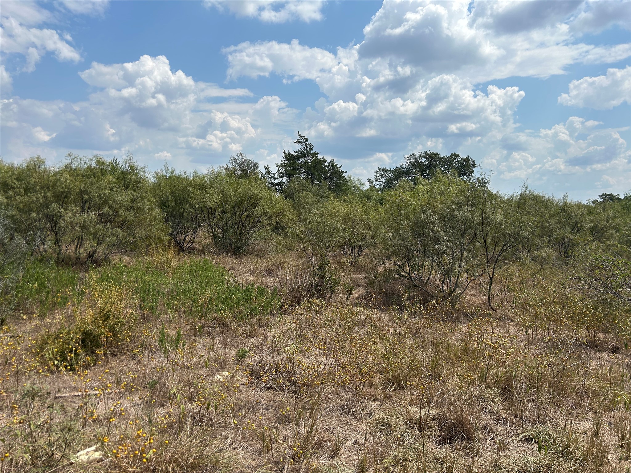 303 Walter Hoffman Road Cedar Creek, TX 78612 - Photo 3 of 5 a view of a big yard with lots of green space