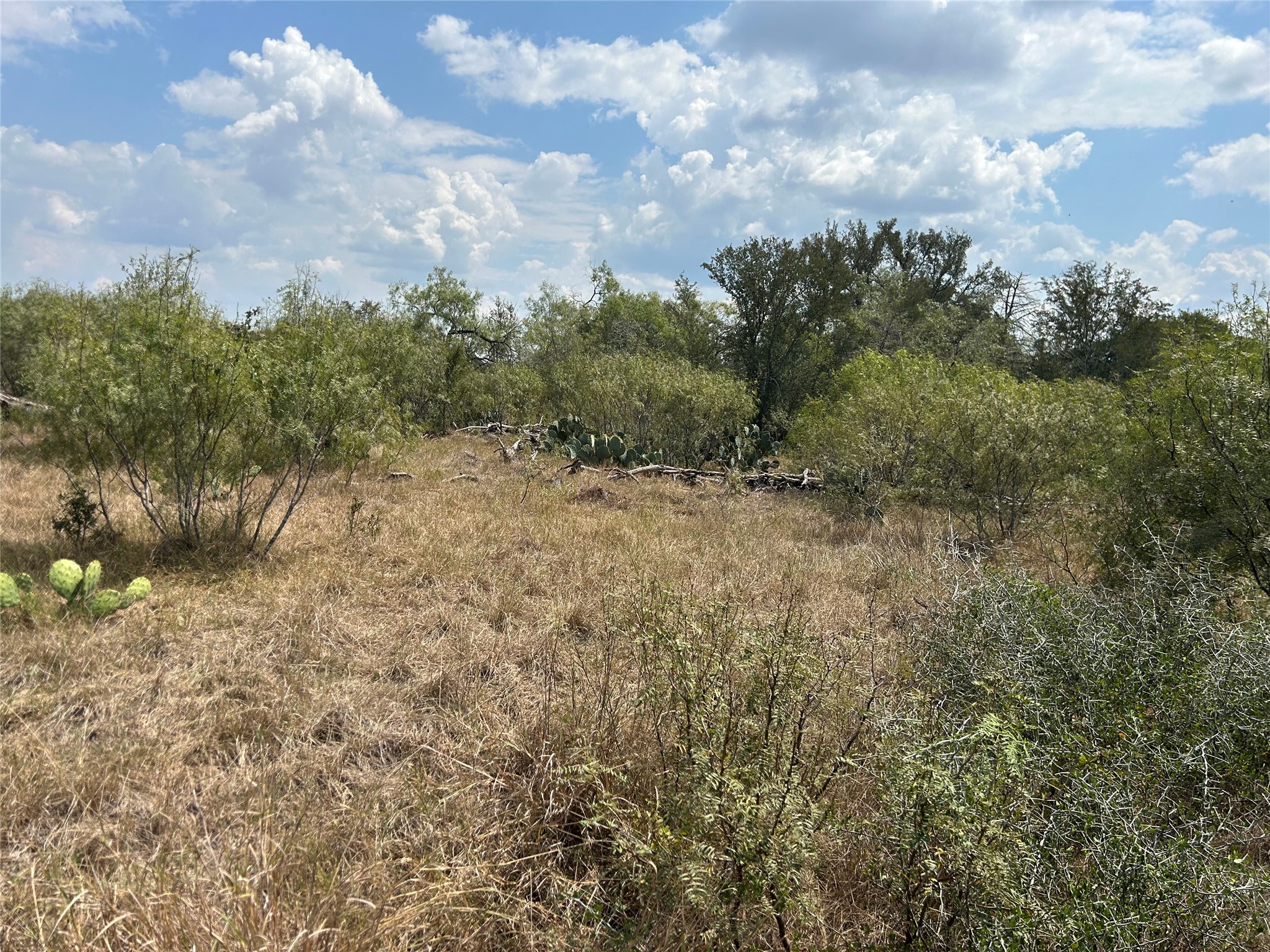 303 Walter Hoffman Road Cedar Creek, TX 78612 - Photo 4 of 5 a view of a yard with trees in the background