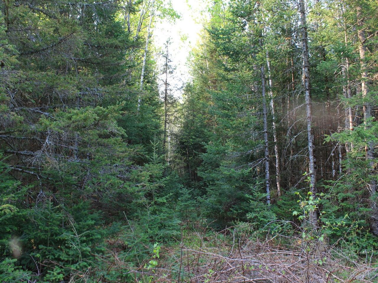 Three Ten Road Mercer, WI 54547 - Photo 13 of 71 Gallery Image 13