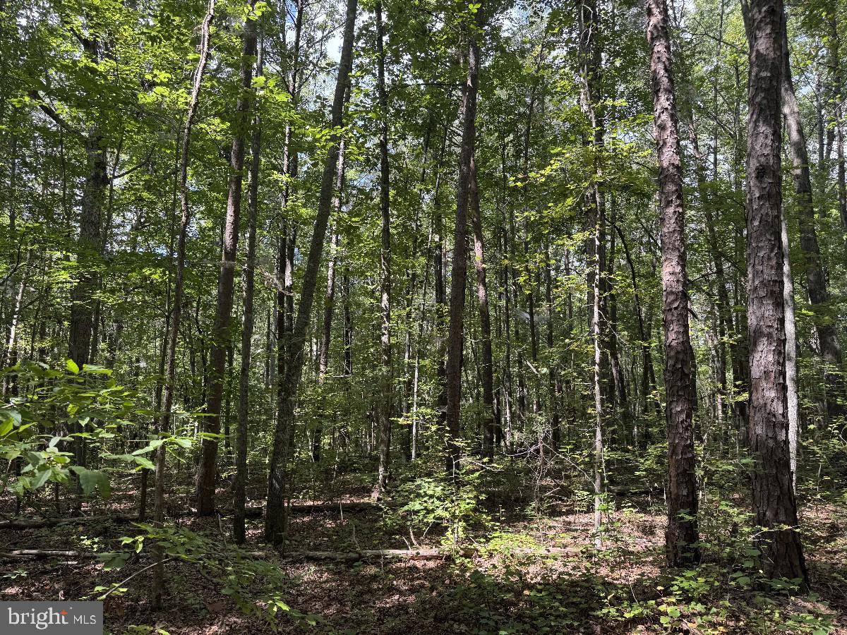 Stoney Ridge Road Nathalie, VA 24577 - Photo 29 of 47 Gallery Image 29