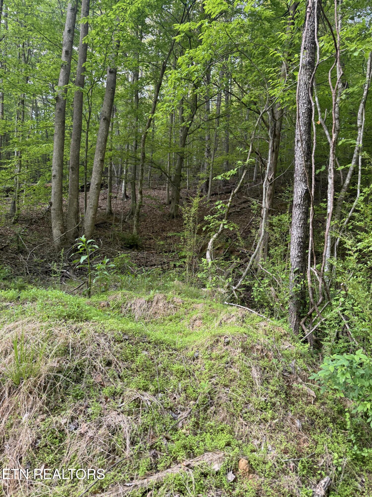 332 Padgett Mill Road Cosby, TN 37722 - Photo 24 of 41 IMG_8438