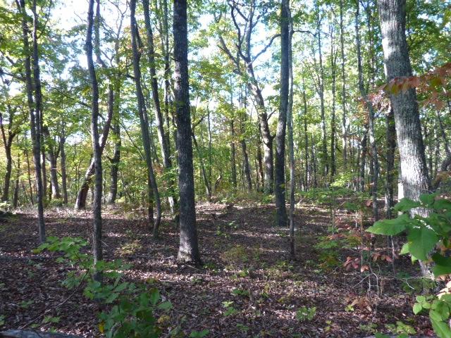 249 Lawhon Farm Road Loudon, TN 37774 - Photo 9 of 10 Lawhon Farm Woods2