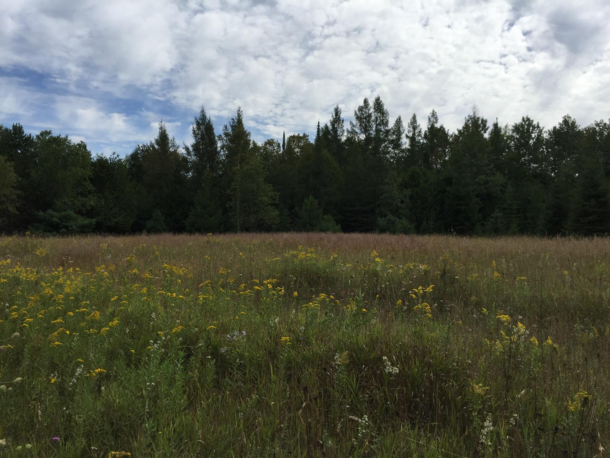 Freeman Road Onaway, MI 49765 - Photo 1 of 5 Gallery Image 1