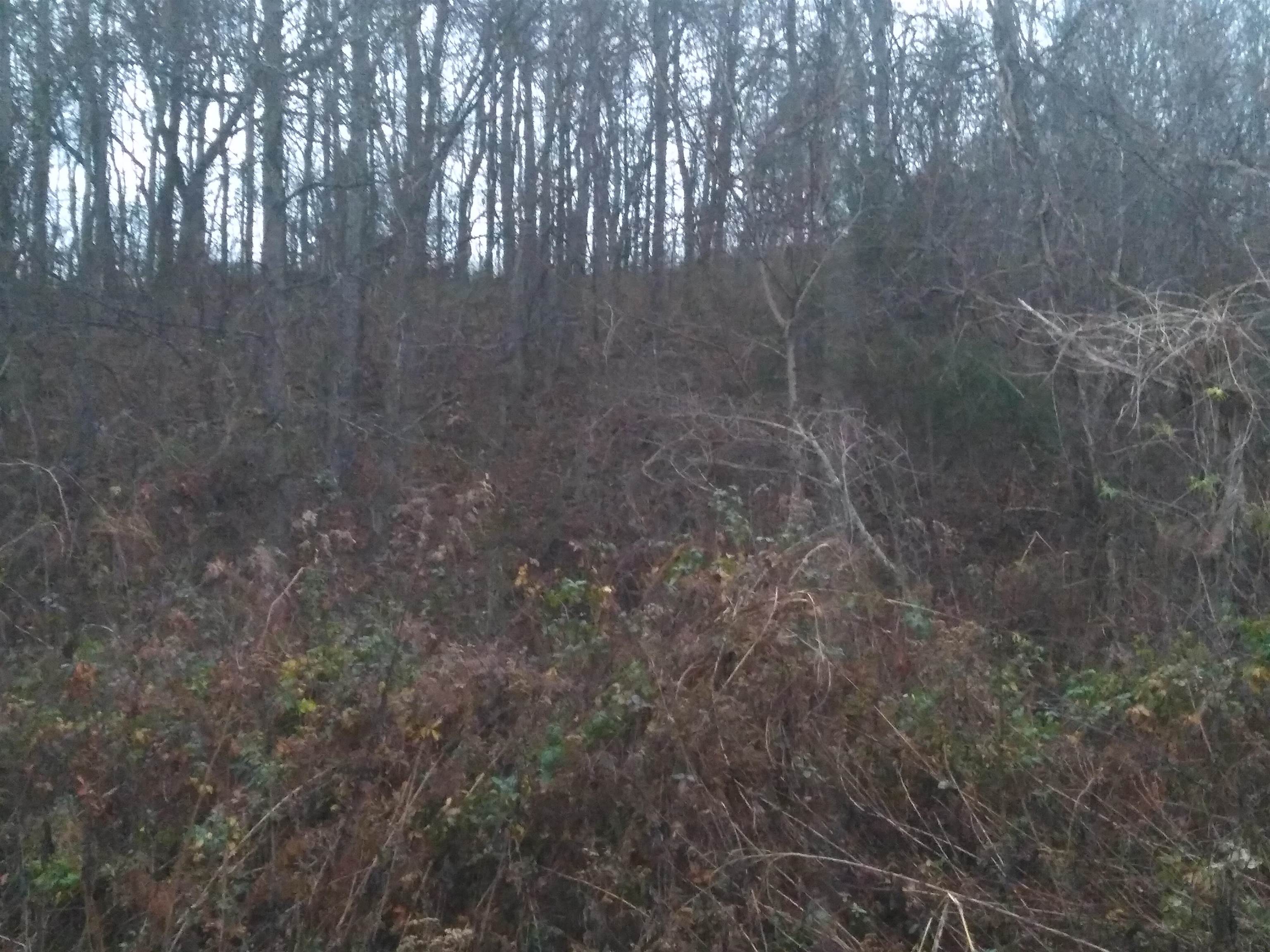 0 Senator Cobb Road Clifton, TN 38425 - Photo 7 of 10 Gallery Image 7