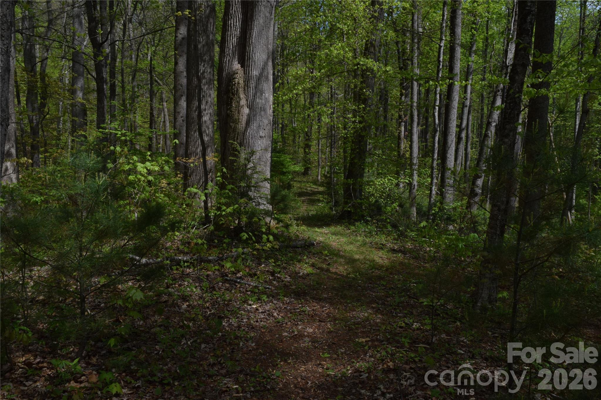 Tbd Cabin Flts Road Sylva, NC 28779 - Photo 11 of 18