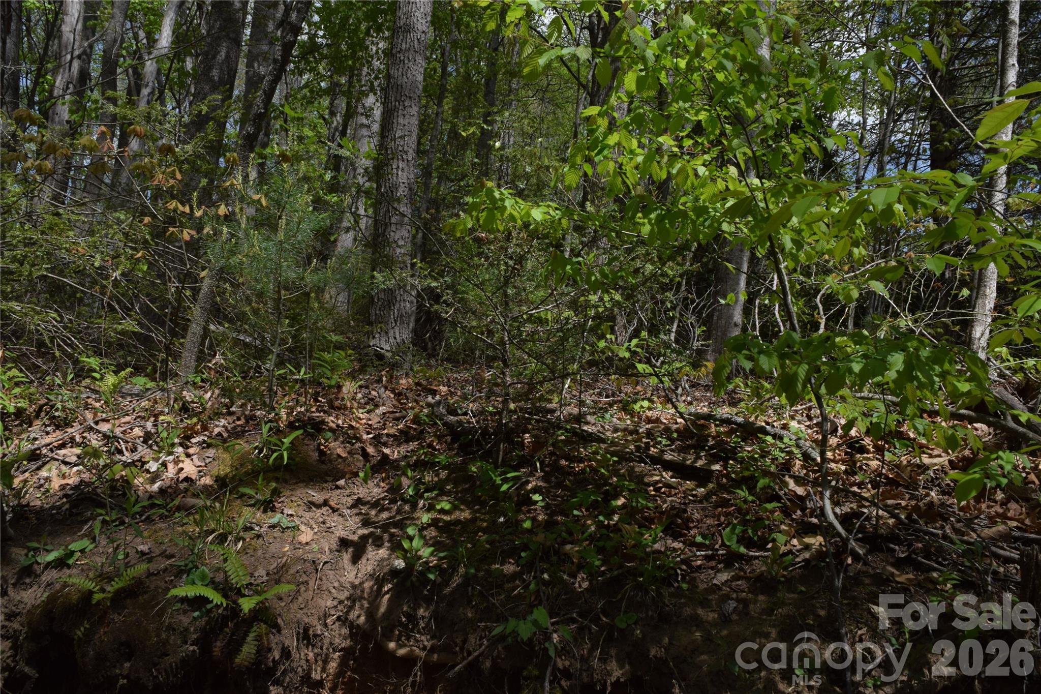 Tbd Cabin Flts Road Sylva, NC 28779 - Photo 15 of 18