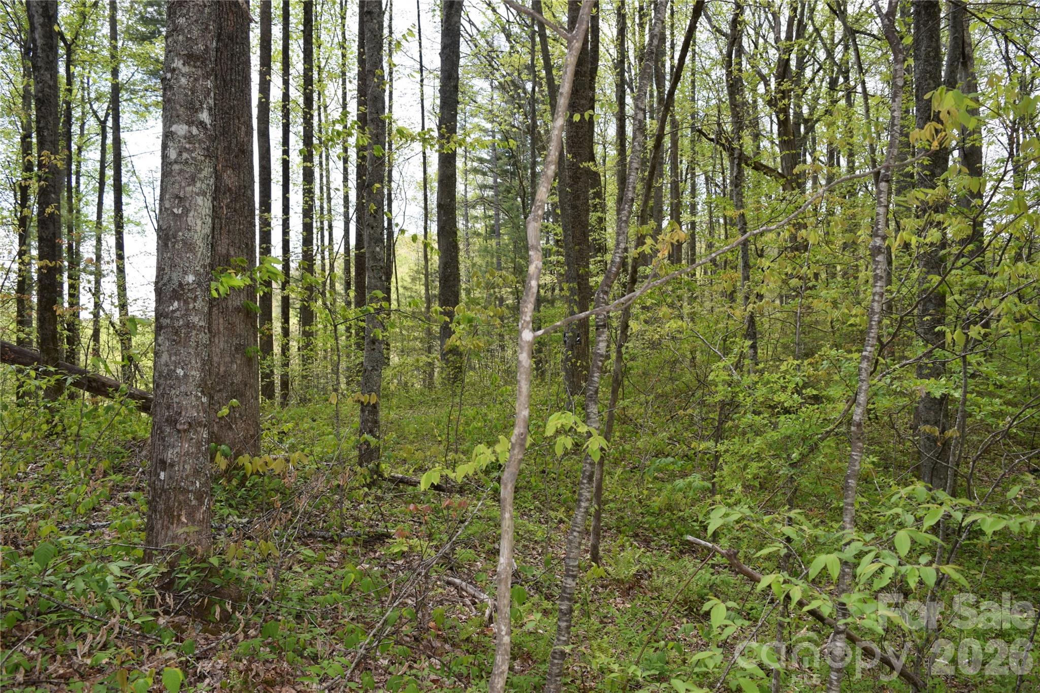 Tbd Cabin Flts Road Sylva, NC 28779 - Photo 3 of 18