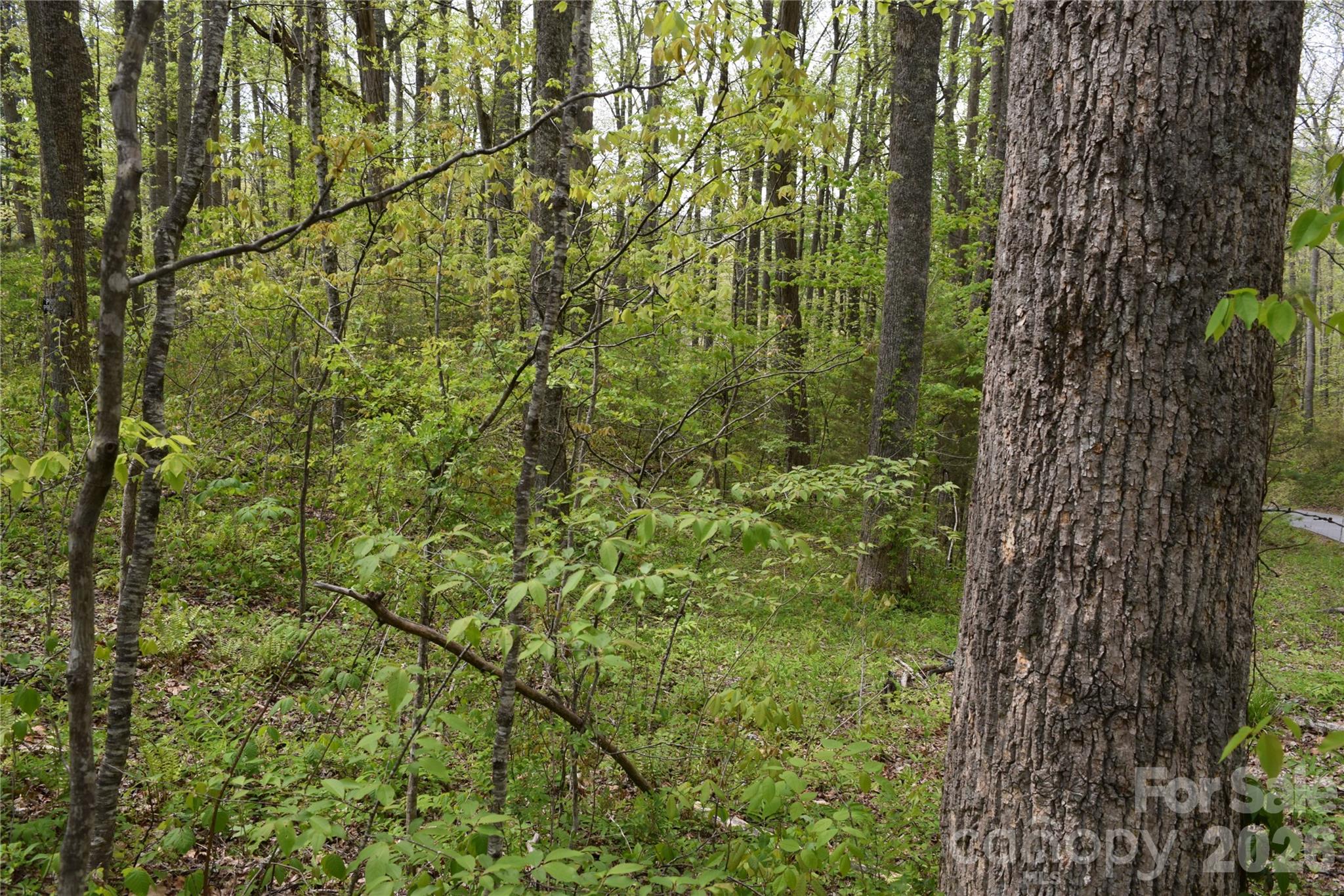 Tbd Cabin Flts Road Sylva, NC 28779 - Photo 4 of 18